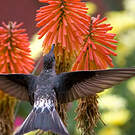 Colibri géant