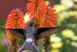 Giant Hummingbird