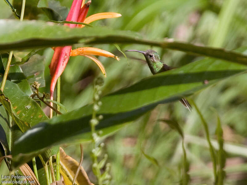 Colibri guaïnumbi mâle adulte