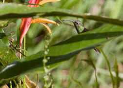 White-tailed Goldenthroat