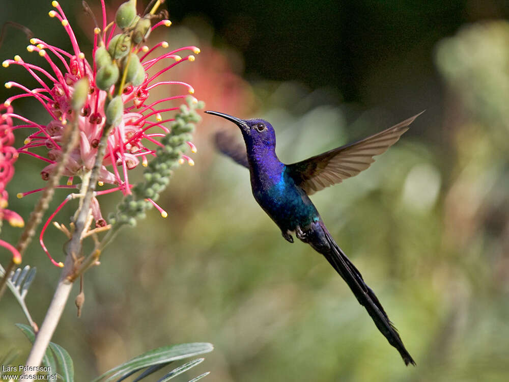 Swallow-tailed Hummingbirdadult, feeding habits