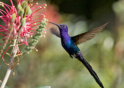 Swallow-tailed Hummingbird