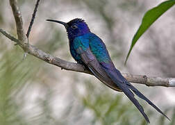 Swallow-tailed Hummingbird