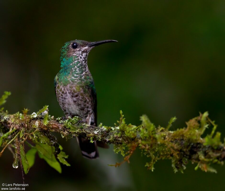 White-necked Jacobin