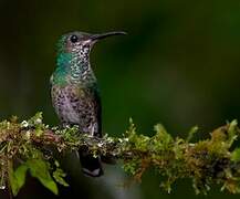 White-necked Jacobin