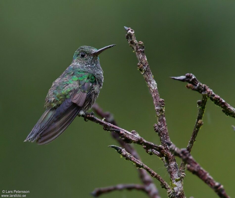 Colibri jacobin