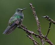 Colibri jacobin