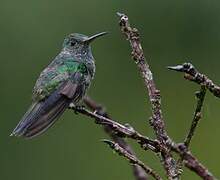 White-necked Jacobin