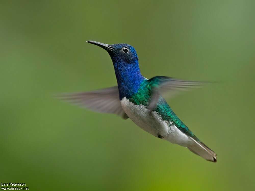 White-necked Jacobin male adult, Flight