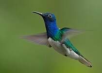 Colibri jacobin