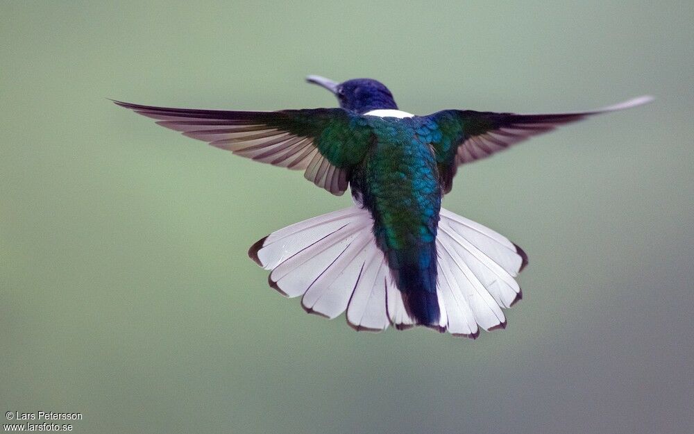 White-necked Jacobin