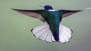 White-necked Jacobin