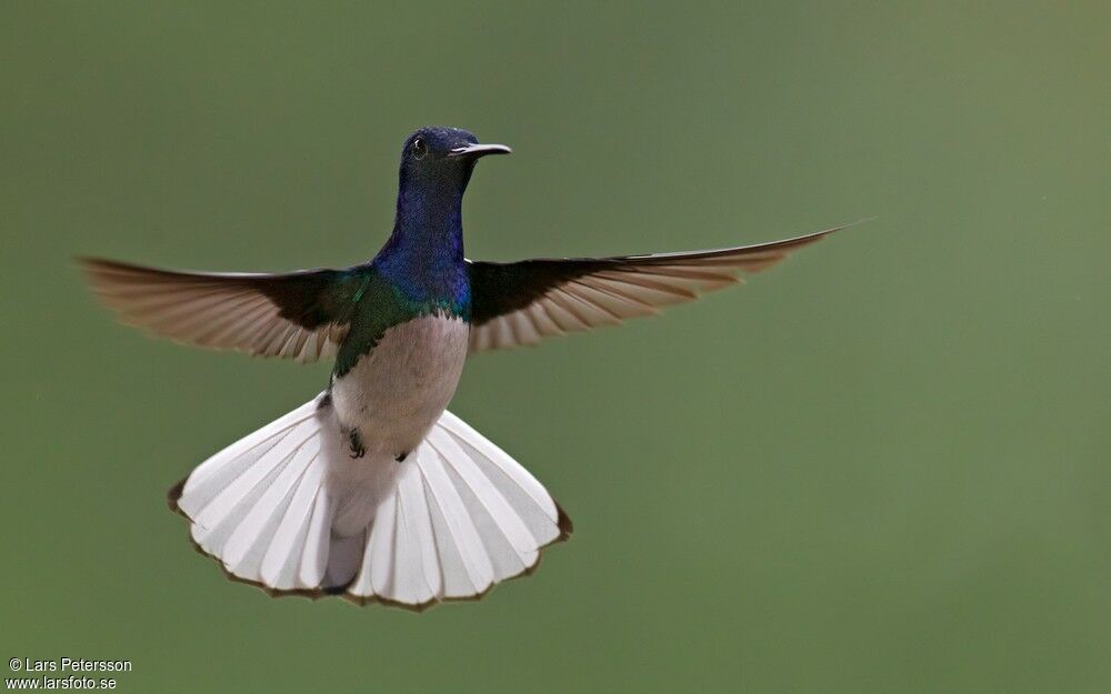 Colibri jacobin