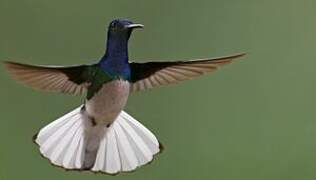 White-necked Jacobin