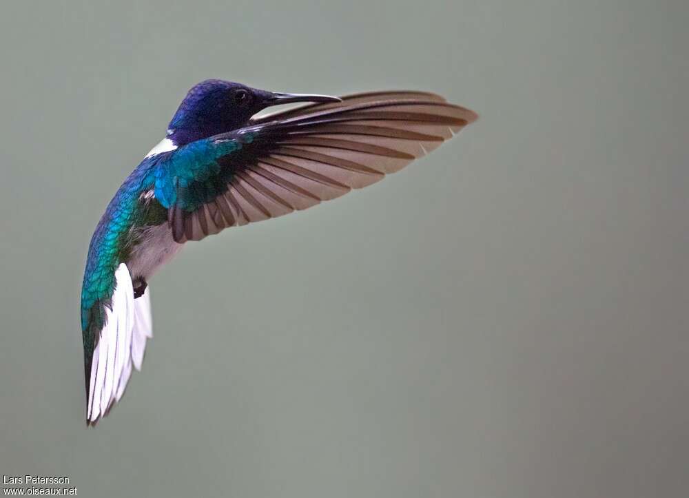 White-necked Jacobin male adult, Flight