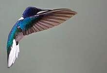 Colibri jacobin