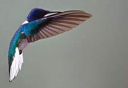 White-necked Jacobin