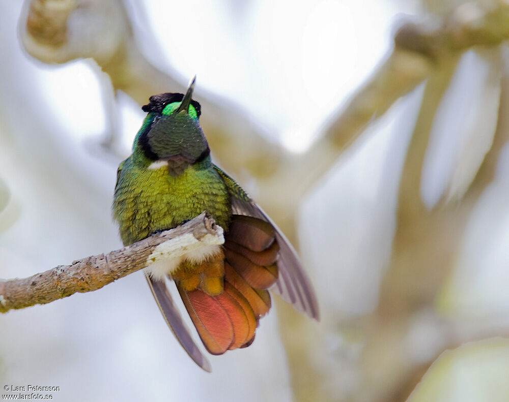 Colibri lumachelle