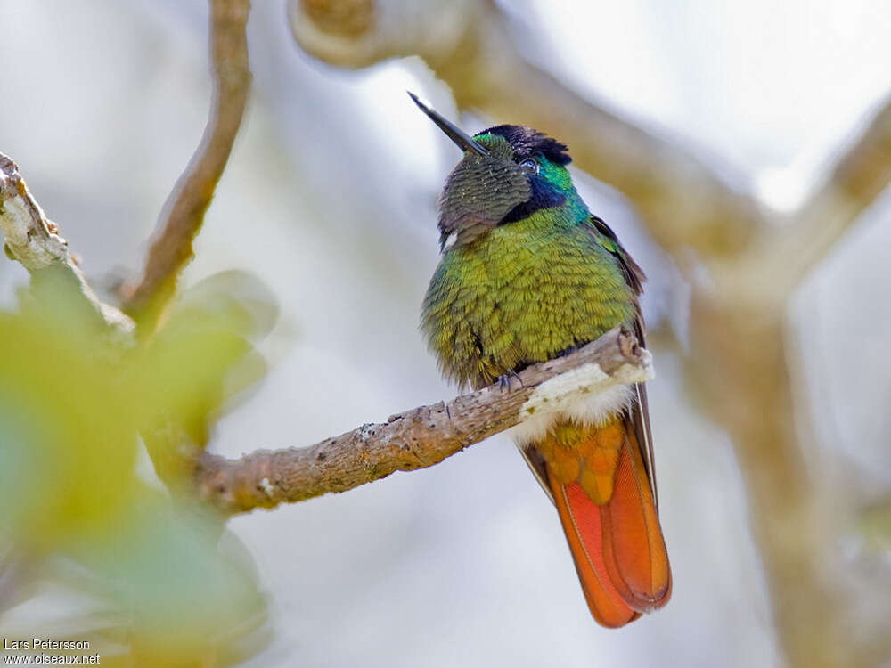 Colibri lumachelle