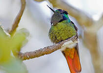 Colibri lumachelle