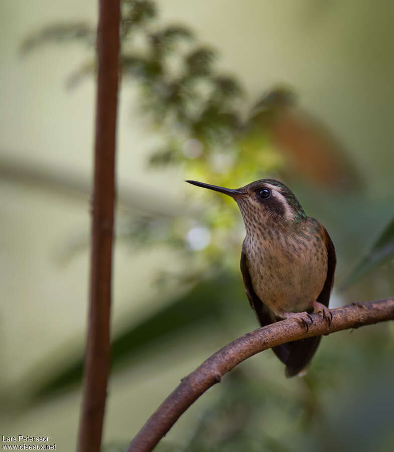 Colibri moucheté