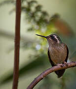 Speckled Hummingbird