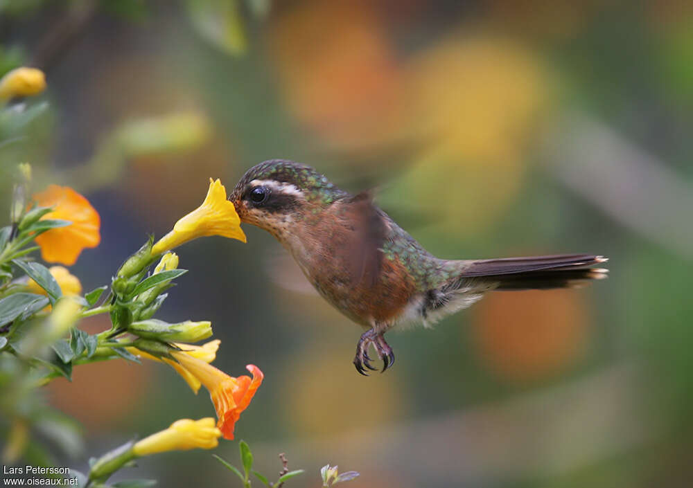 Colibri mouchetéadulte, régime