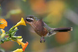 Colibri moucheté