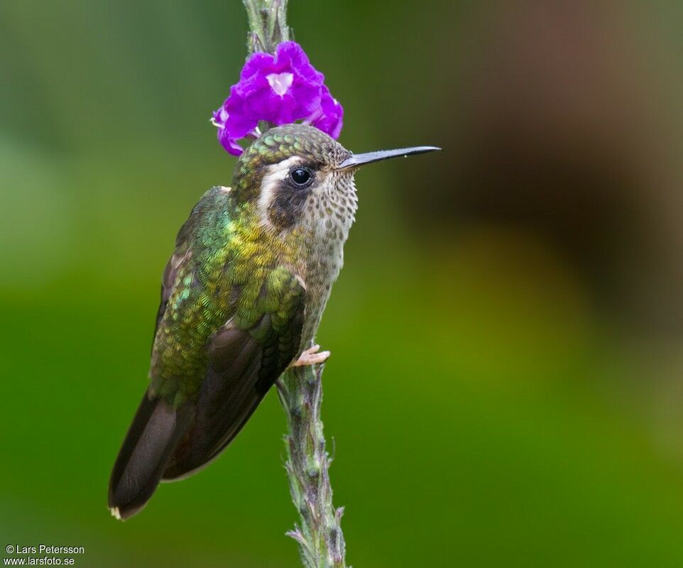 Speckled Hummingbird