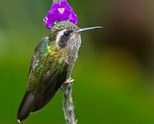 Colibri moucheté