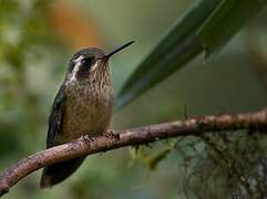 Colibri moucheté