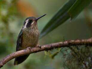 Colibri moucheté