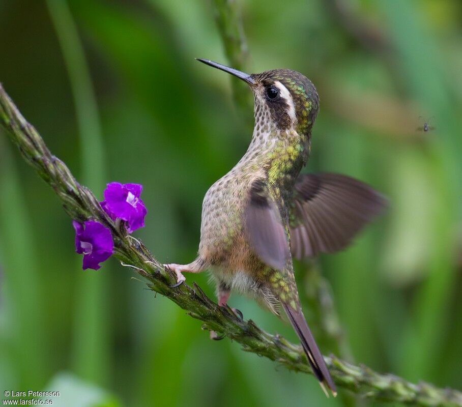 Speckled Hummingbird