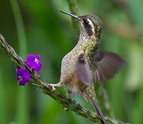 Speckled Hummingbird