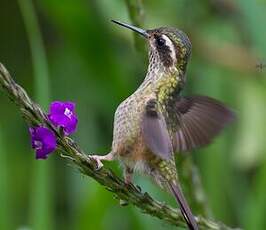 Colibri moucheté