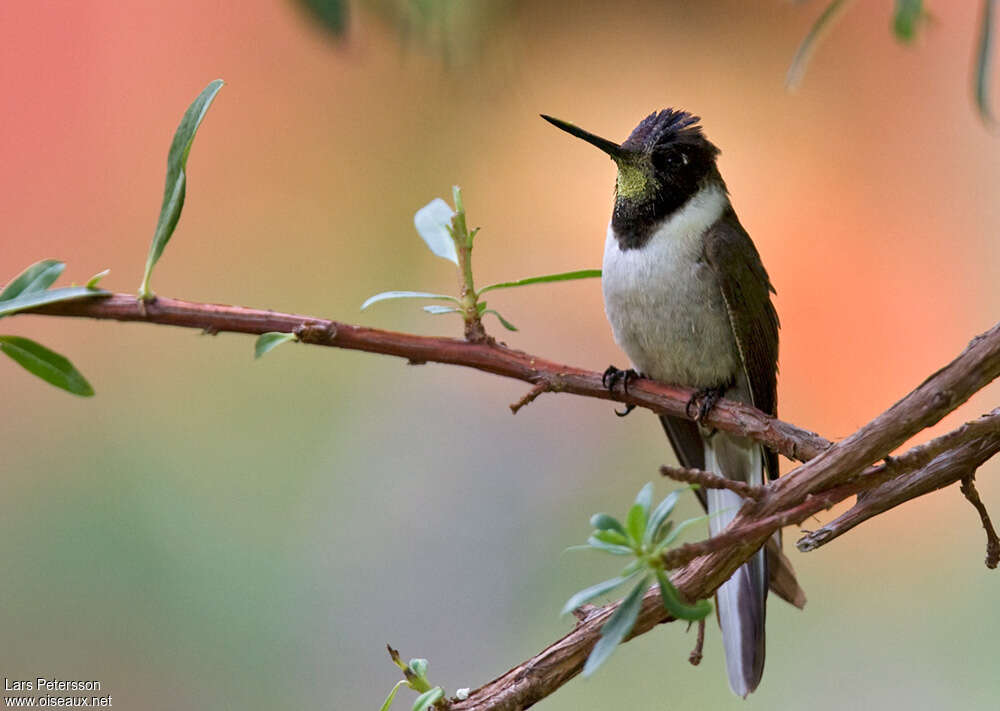 Colibri noble femelle adulte, identification