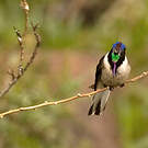 Colibri noble
