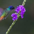 Colibri oenone