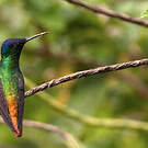 Colibri oenone