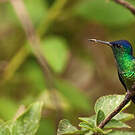 Colibri oenone