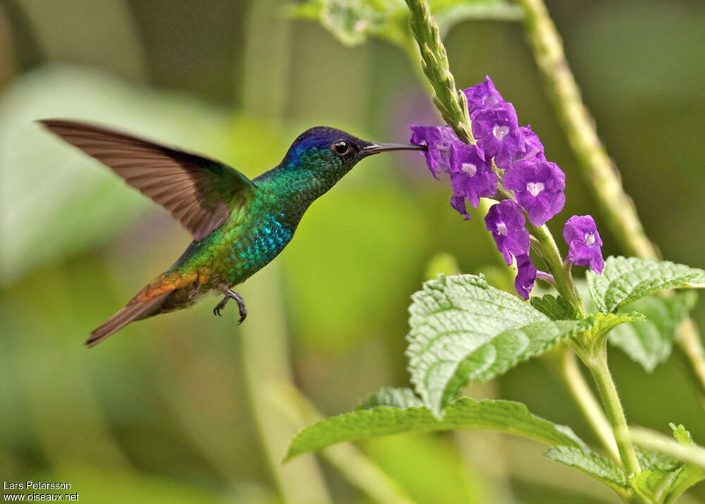 Colibri oenone mâle, adulte, vol, mange