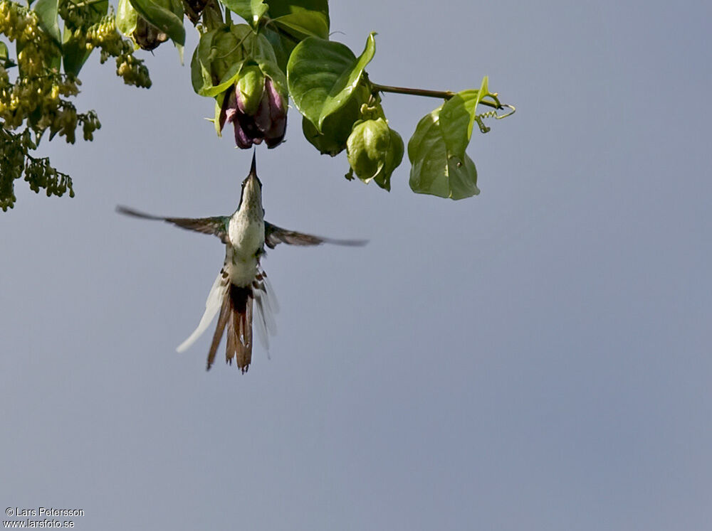 Black-eared Fairy