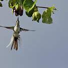 Colibri oreillard