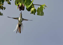 Black-eared Fairy