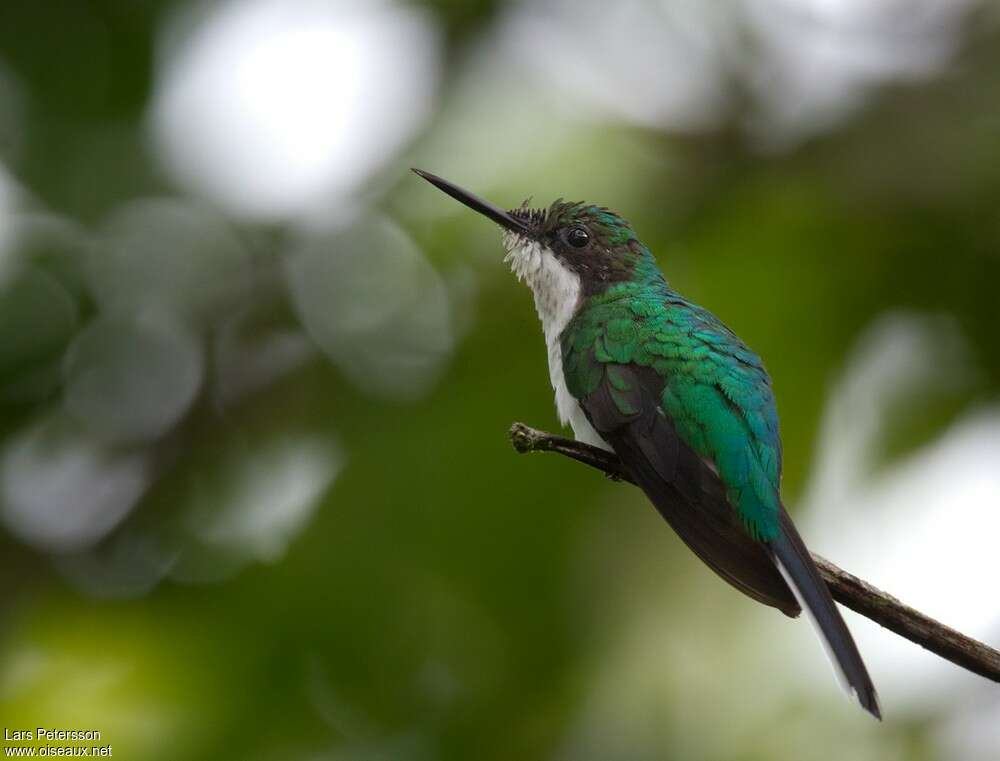 Colibri oreillard femelle, identification