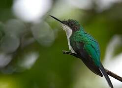 Black-eared Fairy