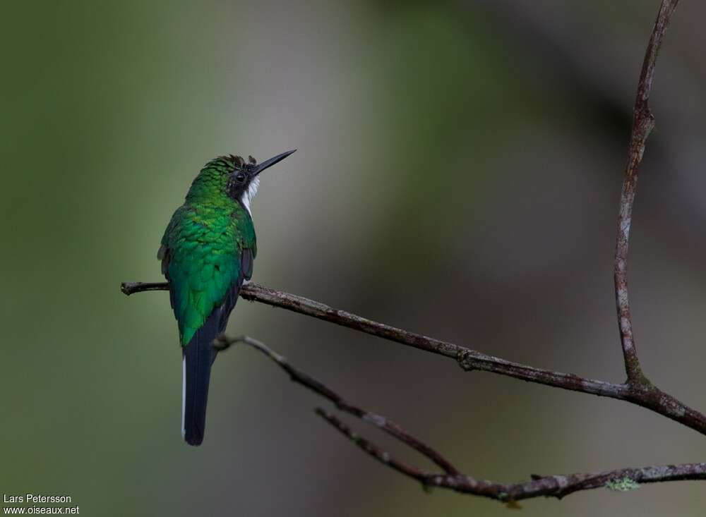 Black-eared Fairyadult, pigmentation