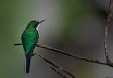 Colibri oreillard