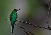 Colibri oreillard