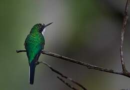 Black-eared Fairy